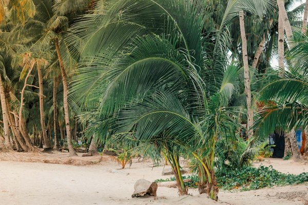 Où trouver des ateliers de fabrication de papier de riz au Laos?