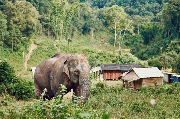 Où observer les éléphants en liberté dans le parc national de Chitwan, Népal : périodes et conseils ?